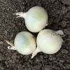 Picture of Lök special White Lady F1