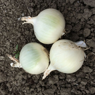 Picture of Lök special White Lady F1