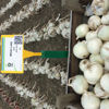 Picture of Lök special White Lady F1