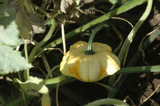 Picture of Prydnadspumpa Daisy Gourd mix