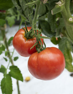 Picture of Tomat ACE 55 ekologiskt odlat frö