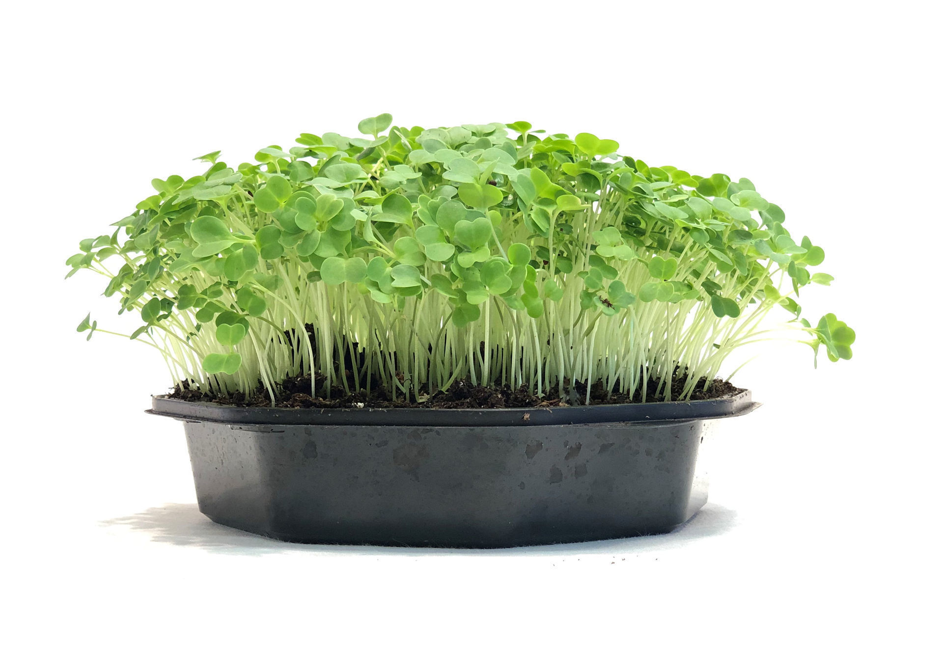 Broccoli Raab