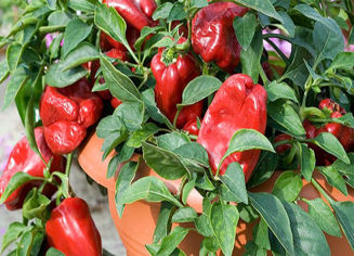 Picture of Paprika Redskin F1