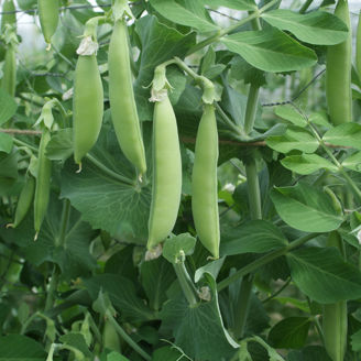 Picture of Brytsockerärt Nairobi