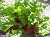Picture of Mangold Rhubarb Chard ekologiskt odlat frö