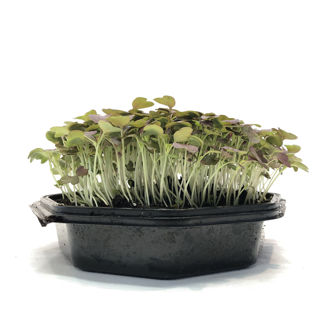 Picture of Sareptasenap Crimson Red