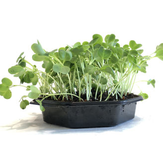 Picture of Rädisa Daikon, ekologiskt odlat frö