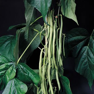 Picture of Störbrytböna Cobra EKO