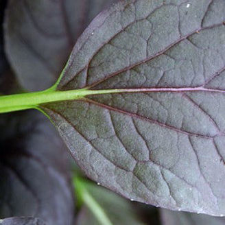 Picture of Pak Choi Red Lady F1