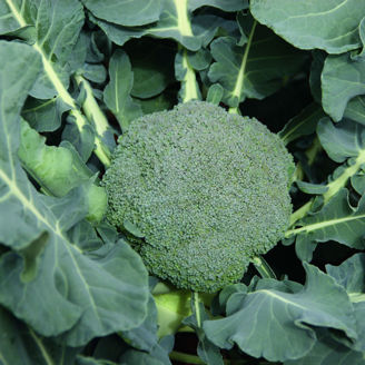 Picture of Broccoli Burney F1 ekologiskt odlat frö