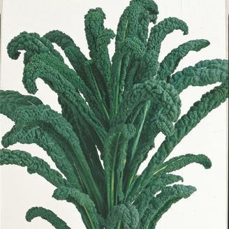 Picture of Palmkål Nero di Toscana, ekologiskt odlat frö