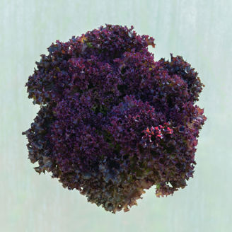 Picture of Lollo rosso Spectation