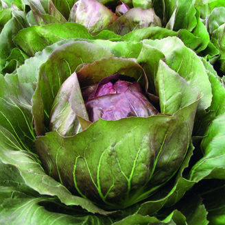 Picture of Rosésallat Leonardo F1 - EKO