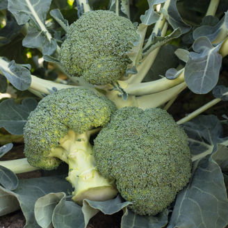 Picture of Broccoli Batavia F1, ekologiskt odlat frö