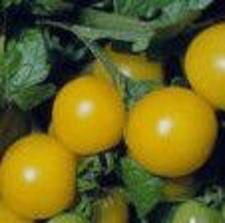 Picture of Tomat Goldene Koening