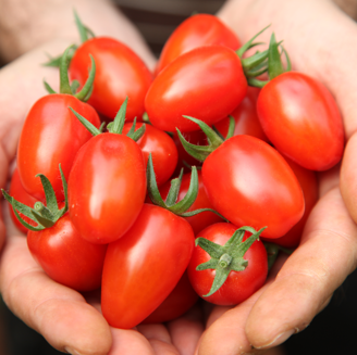 Picture of Tomat Angelle F1 GSPP