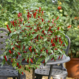 Picture of Chili Cayenetta F1