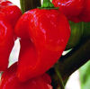 Picture of Habanero - röd