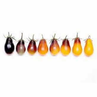 Picture of Tomat Indigo Pear Drops
