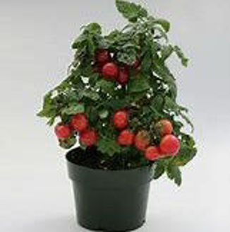 Picture of Tomat Raspberry Ruffles F1