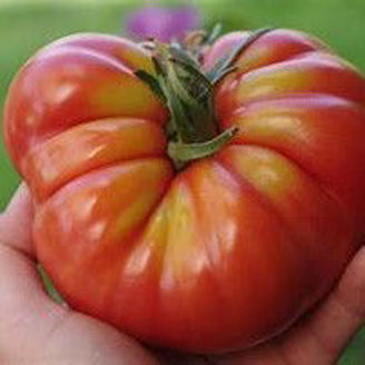 Picture of Tomat Marmande