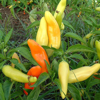 Picture of Chili Hungarian Hot Wax