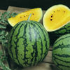 Picture of Melon Pony Yellow F1