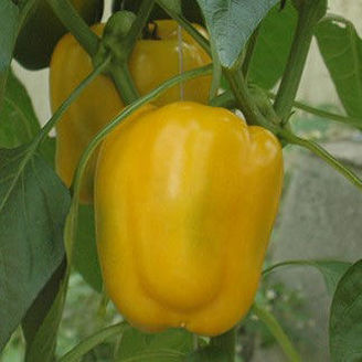 Picture of Paprika Theos F1
