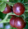 Picture of Tomat Black Cherry