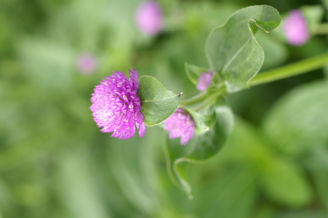 Picture of Gomphrena QIS Lilac