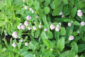 Picture of Gomphrena QIS Pink