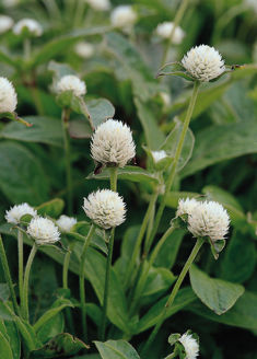 Picture of Gomphrena QIS White