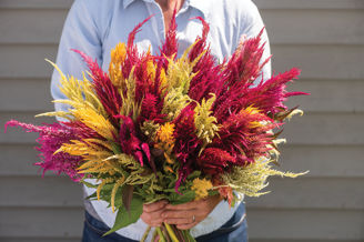 Picture of Celosia Pampas Plume