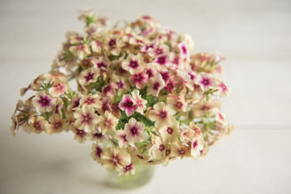 Picture of Phlox Cherry Caramel