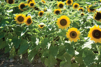 Picture of Helianthus Big Smile