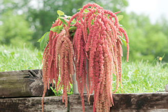 Picture of Amaranthus Coral Fountain
