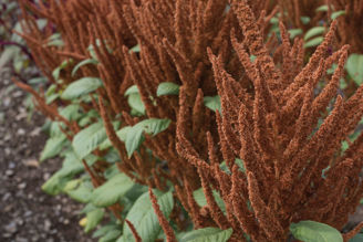 Picture of Amaranthus Hot Biscuits