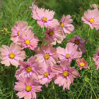 Picture of Cosmos Apricotta