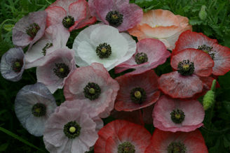 Picture of Papaver Mother of pearl