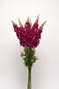 Picture of Antirrhinum Potomac Royal Improved
