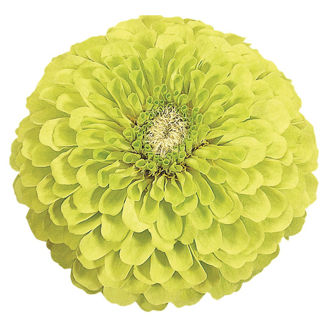 Picture of Zinnia Benary´s Giants Lime