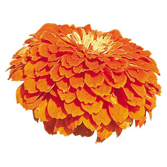 Picture of Zinnia Benary´s Giants Orange