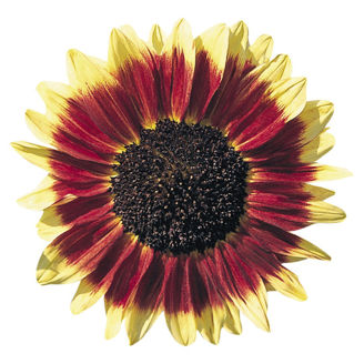 Picture of Helianthus Florenza