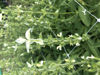Picture of Salvia White Mist