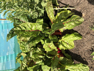 Picture of Mangold Five Colours, ekologiskt odlat frö