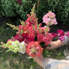 Picture of Antirrhinum Madame Butterfly Mix