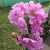Picture of Cosmos Double Click Rose BonBon