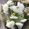 Picture of Cosmos Double Click Snow Puff
