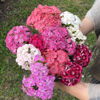 Picture of Dianthus Frisco F2 Mix