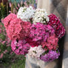 Picture of Dianthus Frisco F2 Mix
